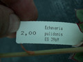 echeveria pulidonis es3969 06