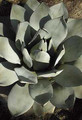 agave truncata