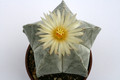 astrophytum cv onzuka 0463