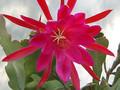 eh erfurter gartenschau 23 0908
