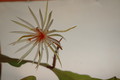 epiphyllum phyllanthus rubrocoronatum rba373 719