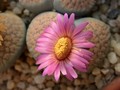 lithops verrucosa gelb rosa 10