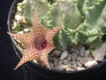 huernia piersii es3627 02