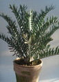 encephalartos horridus 3