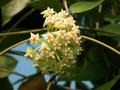 hoya parasitica citrina 0168 02