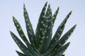 aloe longistyla 6682