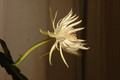 epiphyllum pumilum phasen 2294