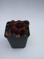 sempervivum fritz koehlein 5716