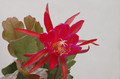 eh erfurter gartenschau 23 16