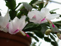 schlumbergera thor britta03