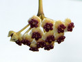 hoya kerrii 1360
