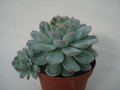 echeveria elegans 8298