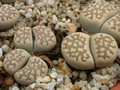 lithops julii fulleri brunnea c179 02