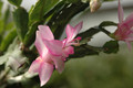 schlumbergera naomi 8200