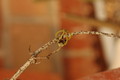 ceropegia armandii 8788