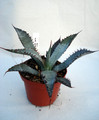 agave palmeri ruby az 4860