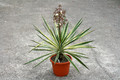 yucca gloriosa variegata 8903