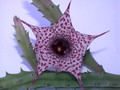 huernia boleana es2310 03