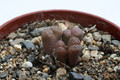 conophytum pellucidum cupreatum grootberg 2850