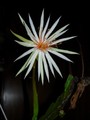 epiphyllum rubrocoronatum rb25 5191 50