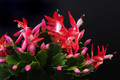 schlumbergera jolly dancer 003