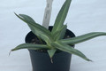 agave nizandensis 2