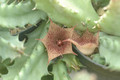 huernia zebrina ib11028 01