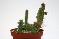 caralluma wissmannii 9662