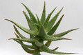 aloe morijensis kenia 6701
