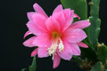 eh belinda paetz 1118 4616