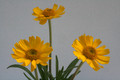 hymenoxis scaposa 8561