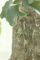cephaopentandra ecirrhosa 07