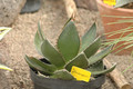 agave ghiesbreghtii 02
