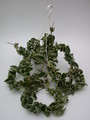 hoya carnosa compacta regalis 3947
