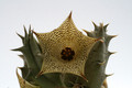 huernia micoyi dp8876 0485