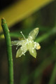 rhipsalis lindbergiana 01