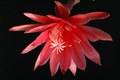eh flamingo 6531 0758