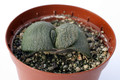 gasteria armstrongii 7252