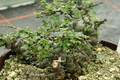 commiphora sp specks14031 02