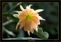 eh king midas DAY4209 king midas n1
