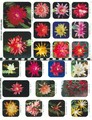 rainbow katalog