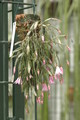 hatiora rosea frohning 9598 rbi 433 9382
