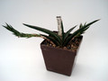 sansevieria gracile 4778