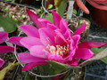 eh epiphyllum society of america 146 01
