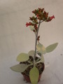 kalanchoe hildebrandtii 37