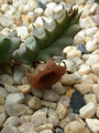 huernia loeseriana 06