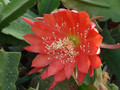 eh johann strauss 217 0283