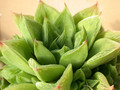 haworthia cymbiformis 01