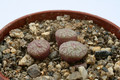 conophytum pictum matjesfontain 2771