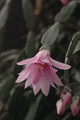 hatiora rosea frohning 9598 rbi 433 9384